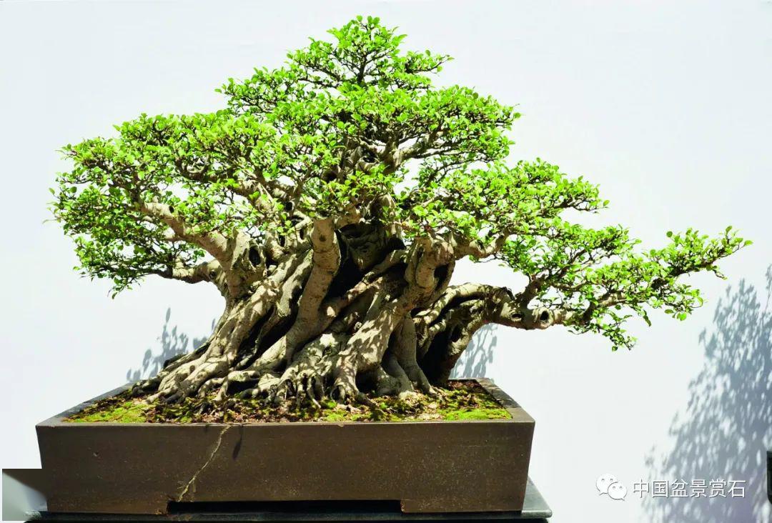 抗疫时刻,线上回顾|岭南盆景名家吴成发,陈昌,黄就伟精品展回顾(榕树