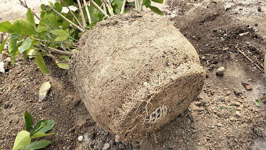 养兰花用点 松针土 花苞蹭蹭往上窜 自己在家发酵营养足 土壤