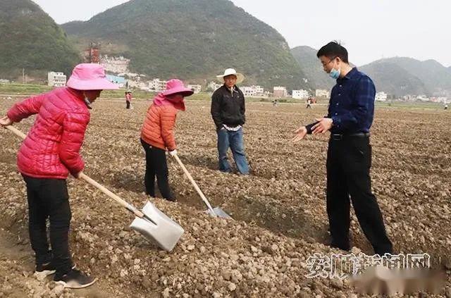 贵州平坝廖光智技术到田间服务不间断