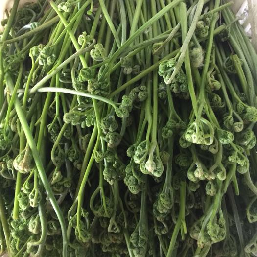 山上经常见的猴子腿居然是野菜掐一把还能拌菜吃