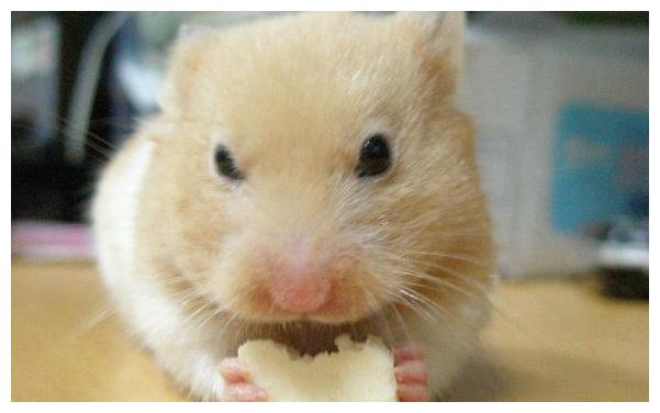 鼠什么时候生孩子最合适 318193d8508e480bbb1572617370decd.jpeg