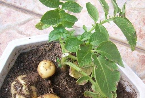 把浸泡好的土豆种植到土壤中,发芽的那个口朝上,在上面盖上一层土,浇