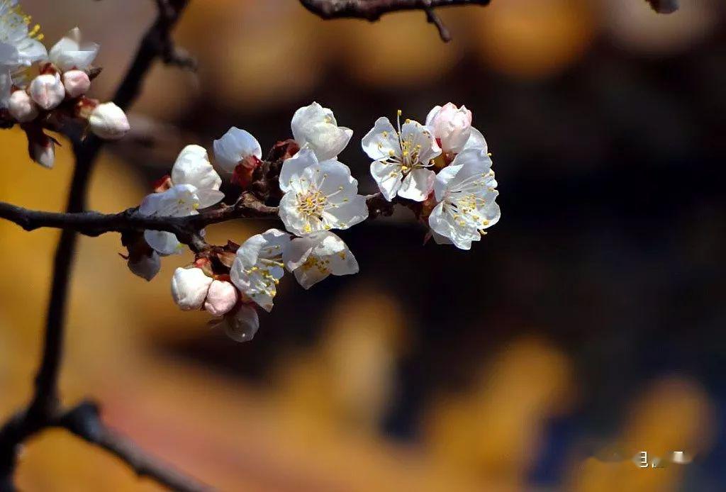 杏花春绽紫禁城