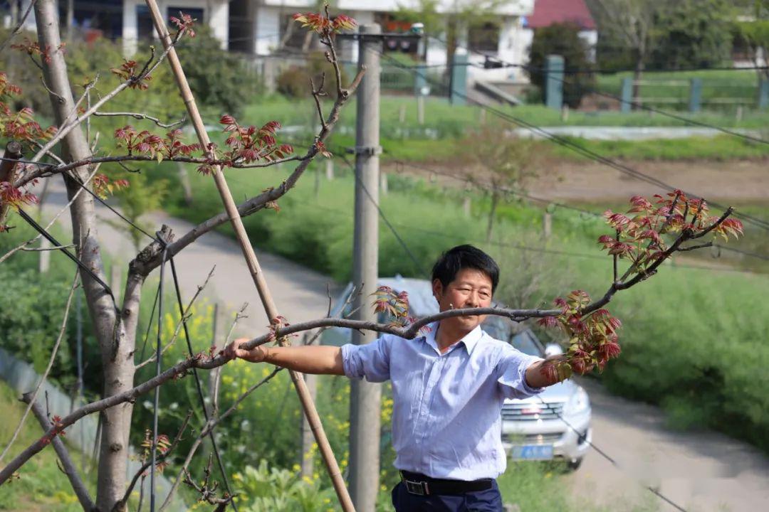 去院子里采摘香椿芽