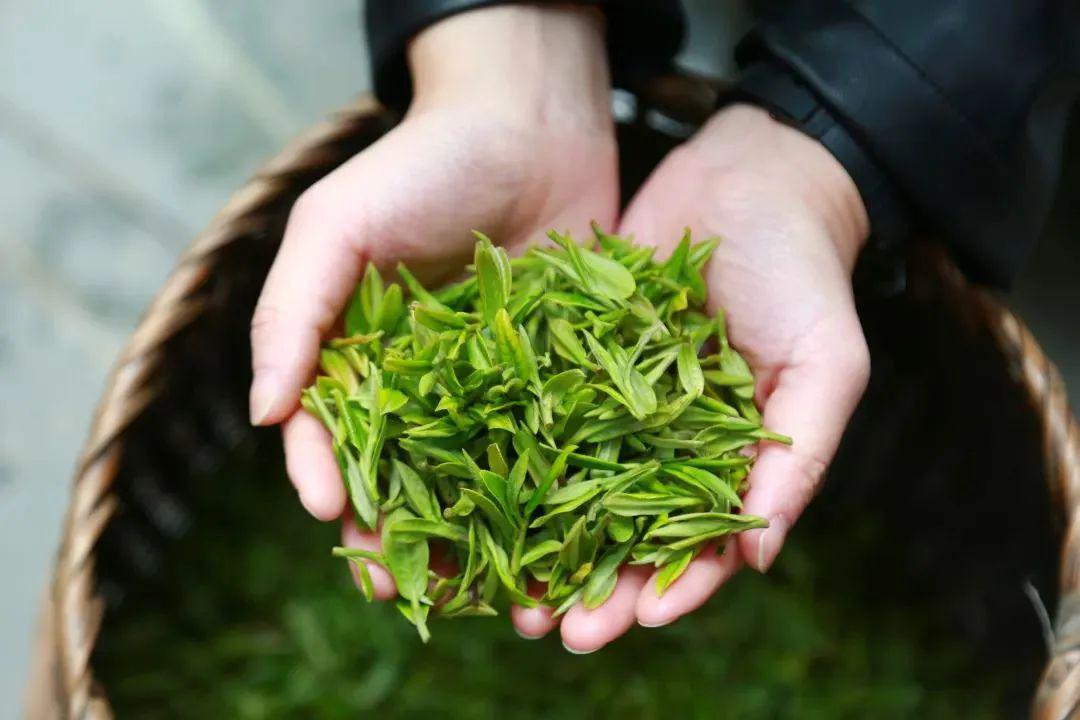 00 茶园自助午餐;  活动亮点 1,走进千亩茶园,采摘新鲜茶叶,还能