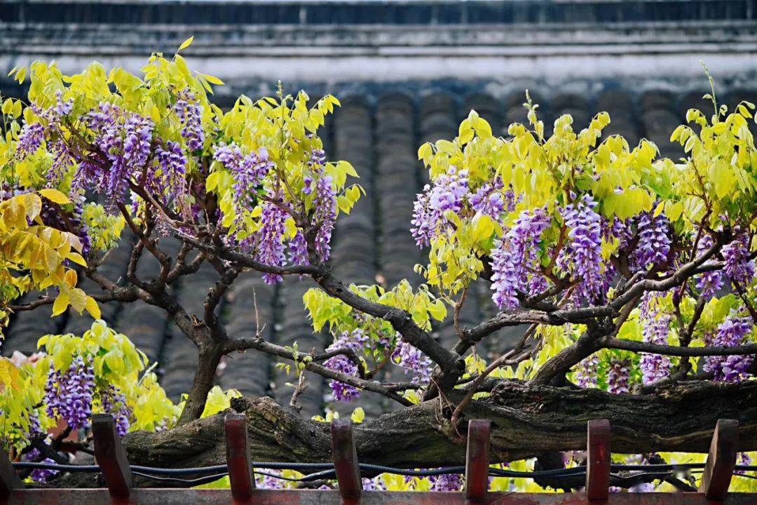 春光肆意香满园,来这座园子里寻找春日的小确幸!