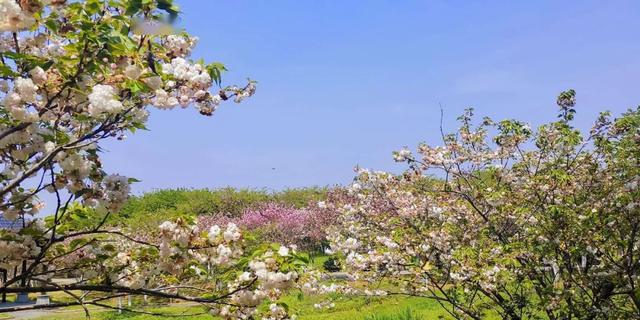 江西风景独好|南昌凤凰沟赏樱盛宴错过是一年~旅游"金