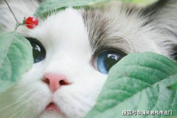 64ff36926c564ff3ab6baff88bf9a552.jpeg
