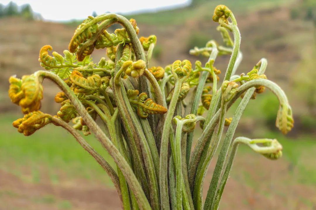 没有一株野菜,逃得过中国大妈的手