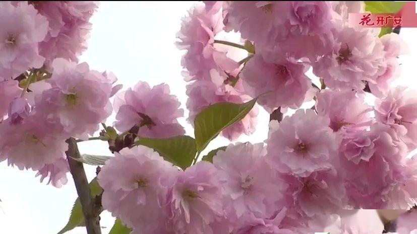 花开广安——岳池千亩樱花开 游客踏春来