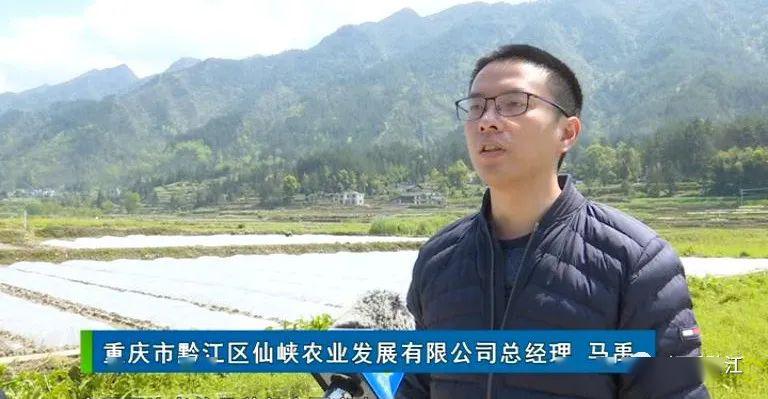 走基层61看发展系列报道黔江区马喇镇产业兴镇见实效乡村振兴有目标