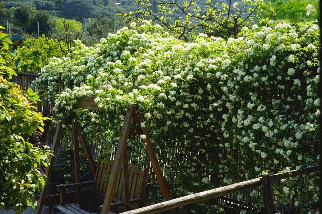树山四月半,有木香苒苒