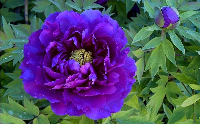 宠派养花大全 重瓣,紫色,绣球型,花朵顶端呈不规则的波状.