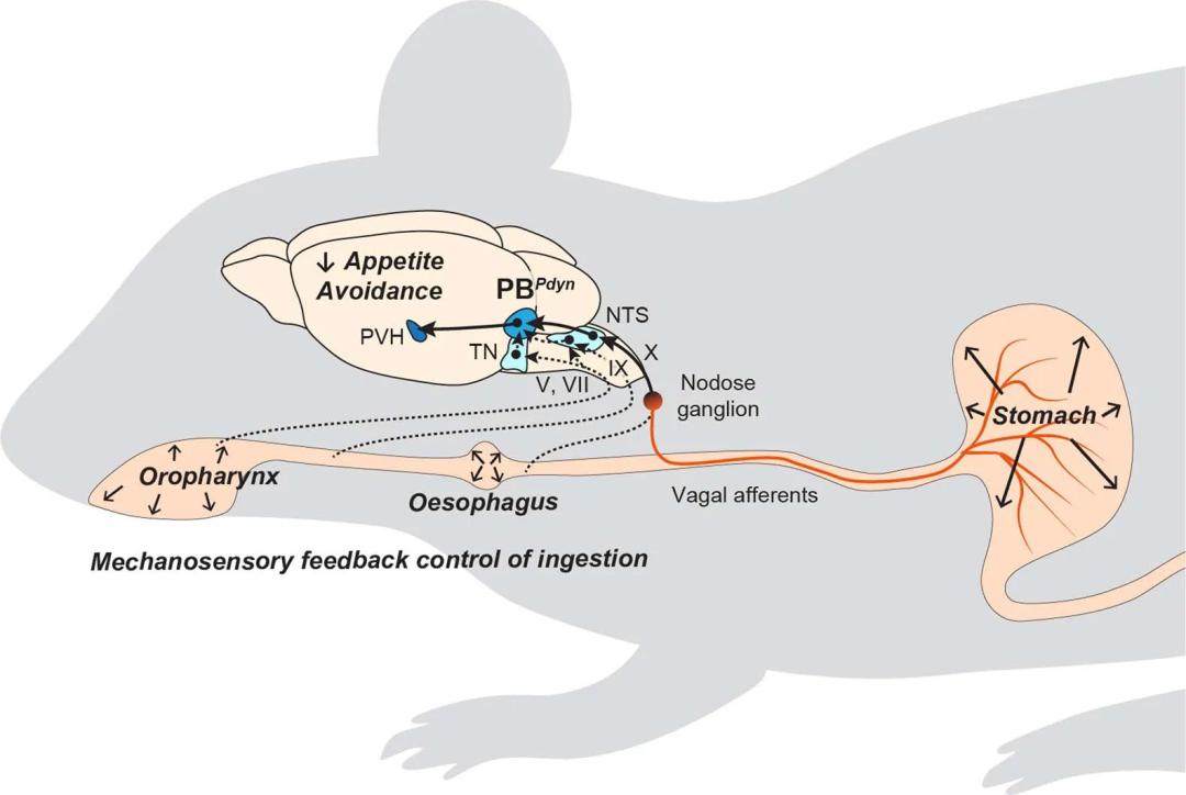 减肥新机制nature发表控制摄食的最新神经环路