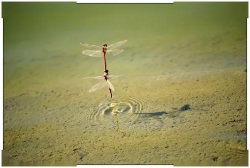 科普蜻蜓点水是怎么回事