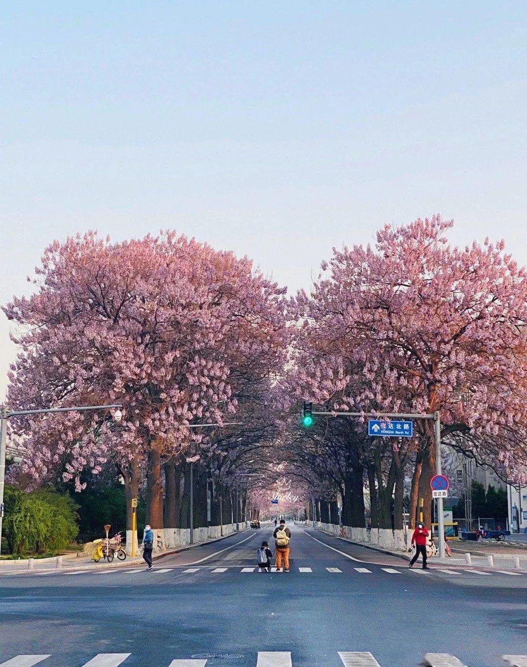 亦庄网红泡桐街道入花期网友冒险拍照能否建个观景台