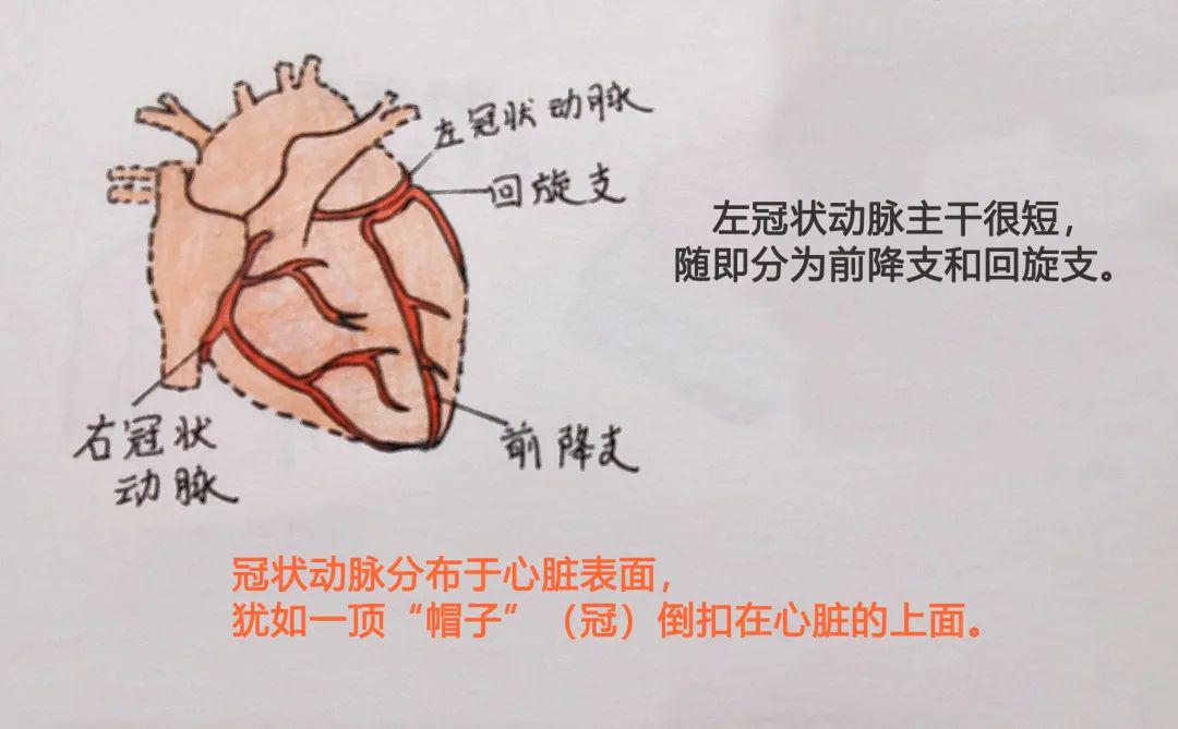 "我"的血液供应来自于左,右冠状动脉,而冠状动脉分布于"我"的表面