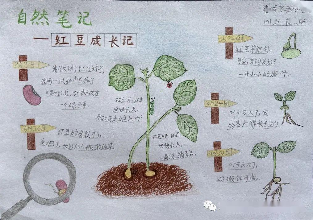 活动展示|家中的自然笔记——第四周作品展示