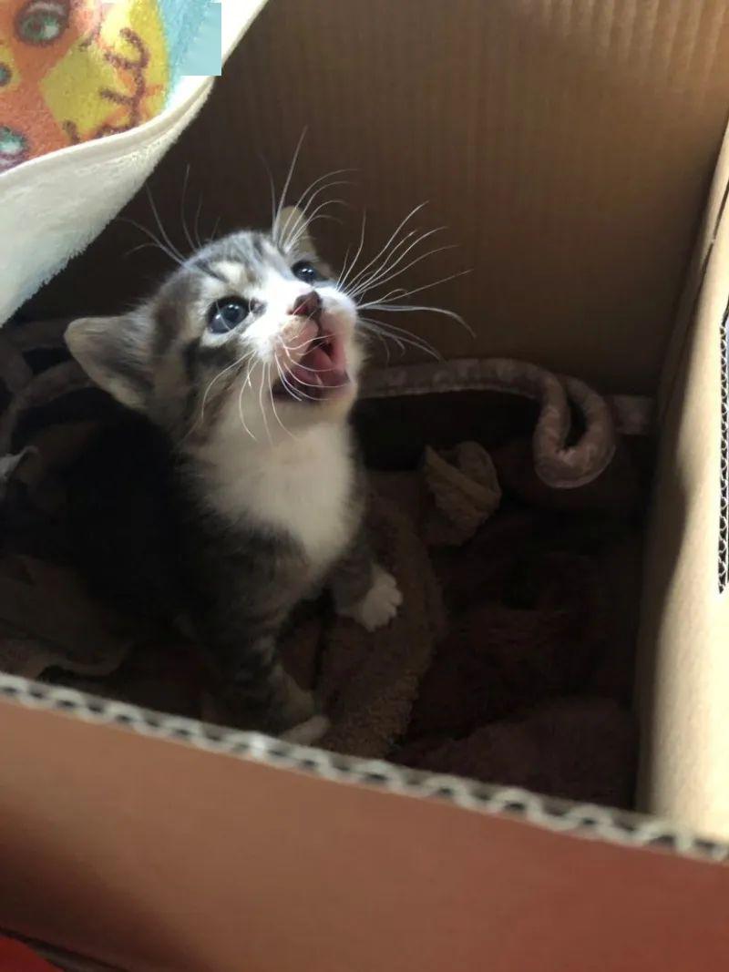 猫咪叫声小小的 b76dc38e4c284ce4ba05666a4287292a.jpeg