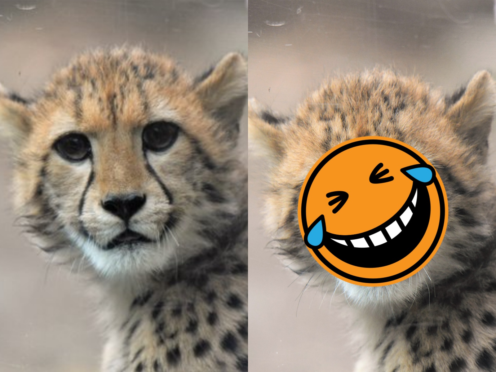 猎豹萌萌大眼好奇张望,下秒网友笑崩:你是卸妆逆?