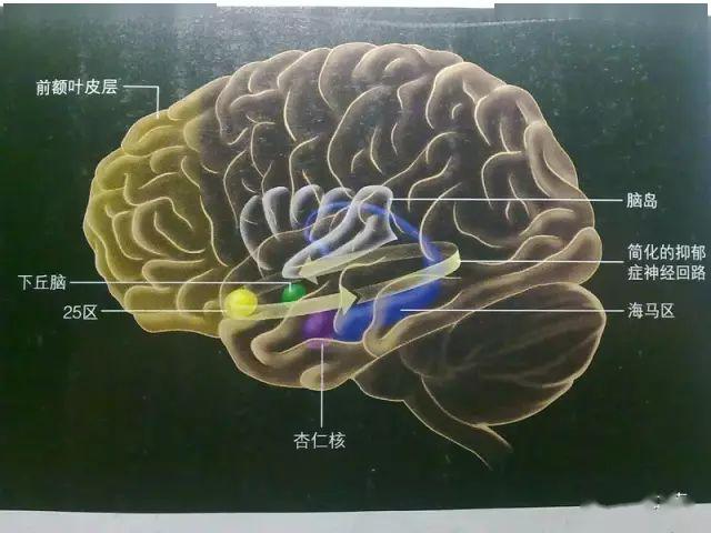 最全神经系统解剖图来了,每个医生都该看看