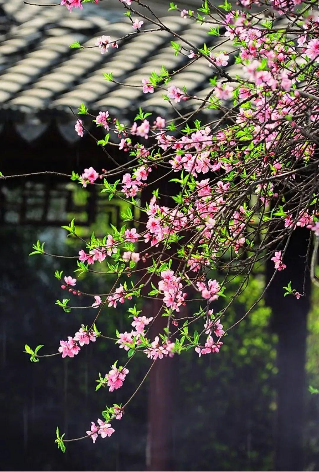 春暮花落雨