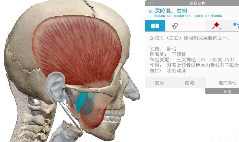 上颌骨疼痛是怎么办