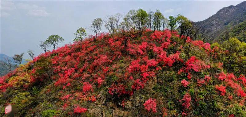 春游江淮请您来|金寨杜鹃岭上映山红_铁冲乡