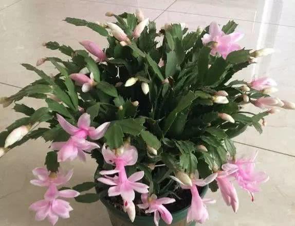 怎么养蟹爪兰好 d592b152550349ecbd0e9dedb535e503.jpeg