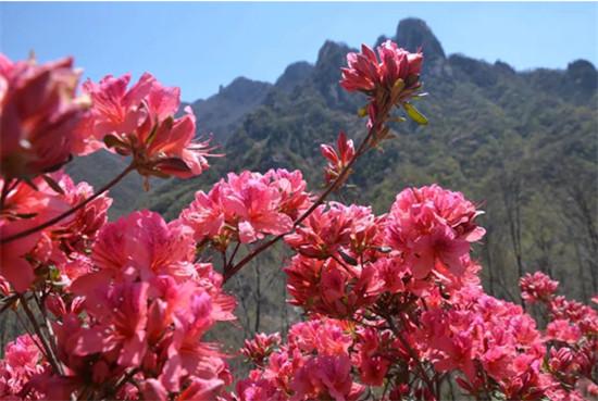 去洛阳西泰山与杜鹃花来个约会吧!