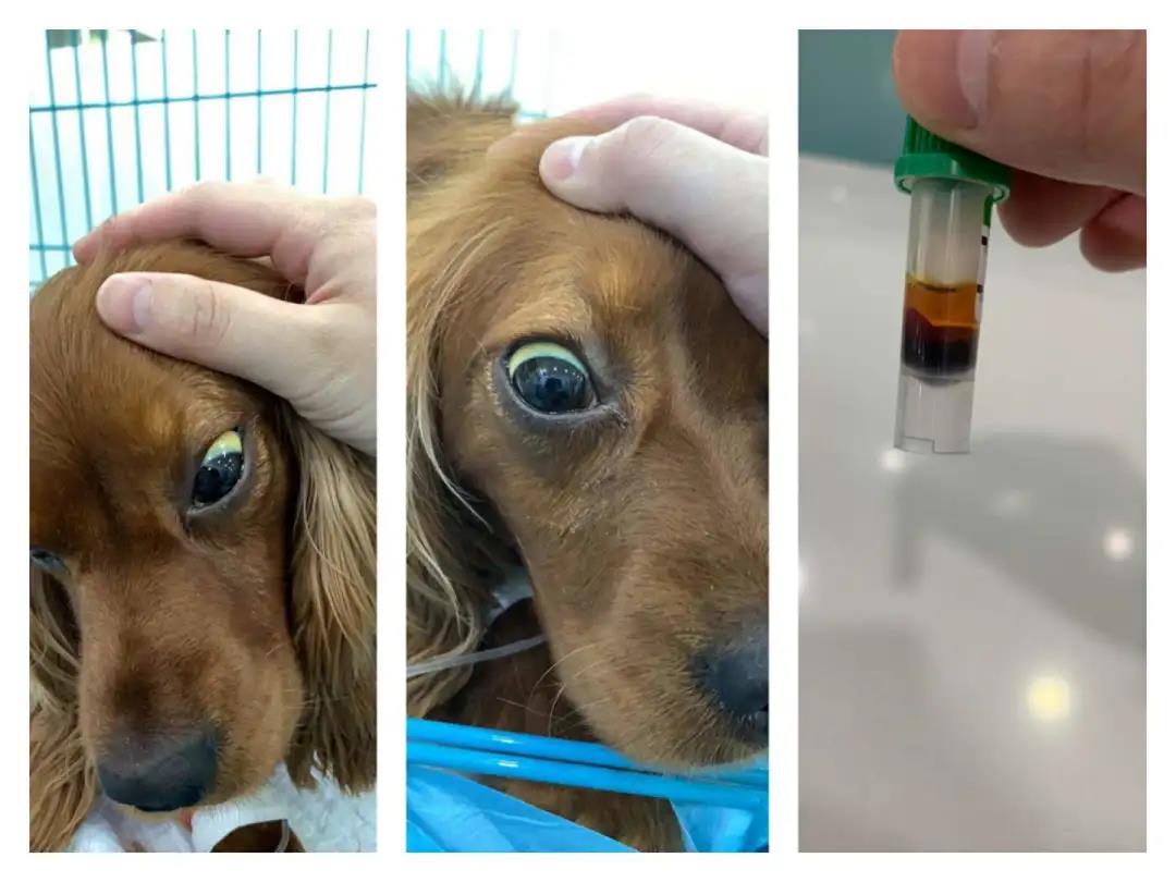 可卡犬|一例肝损并发胰腺炎引起黄疸的案例