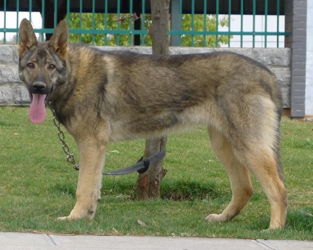 狼青品系的昆明犬,与强悍霸气的狼青犬相比,更受到人们的青睐!