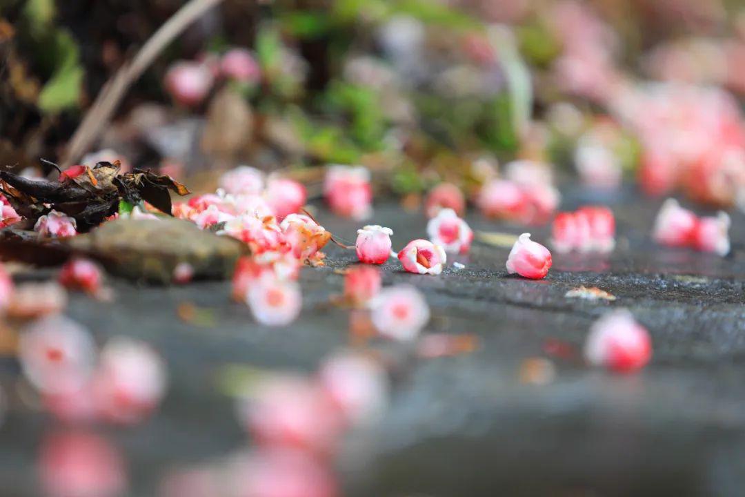 落红不是无情物 |李龙 摄