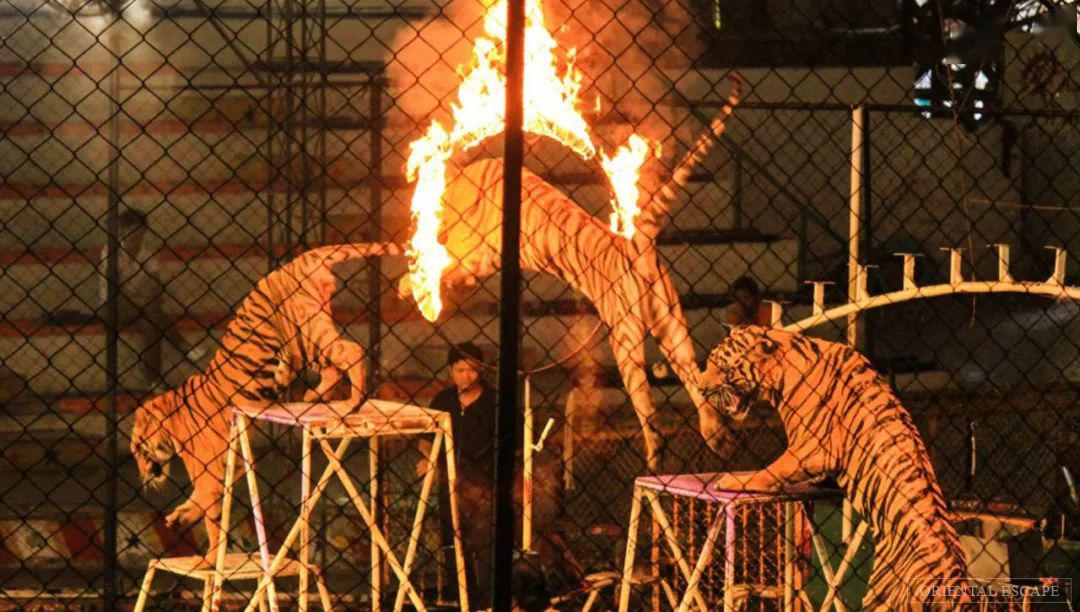 这个全世界唯一拒绝动物表演的马戏团，要倒闭了…