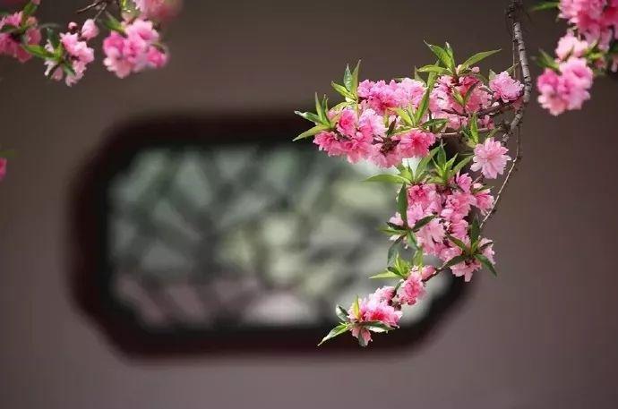 人间四月芳菲尽,山寺桃花始盛开.