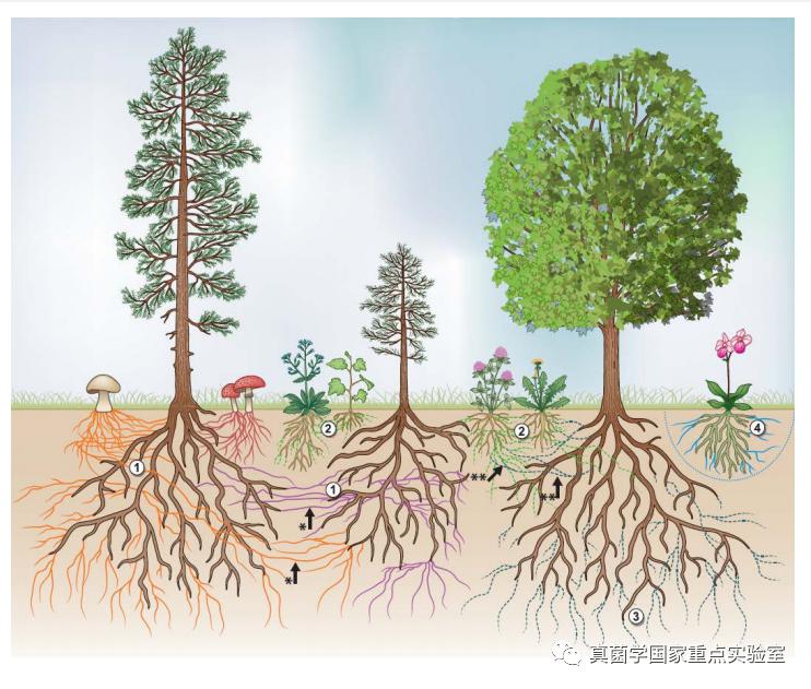 而这些真菌与植物共生的结构称之为  菌根(mycorrhiza)