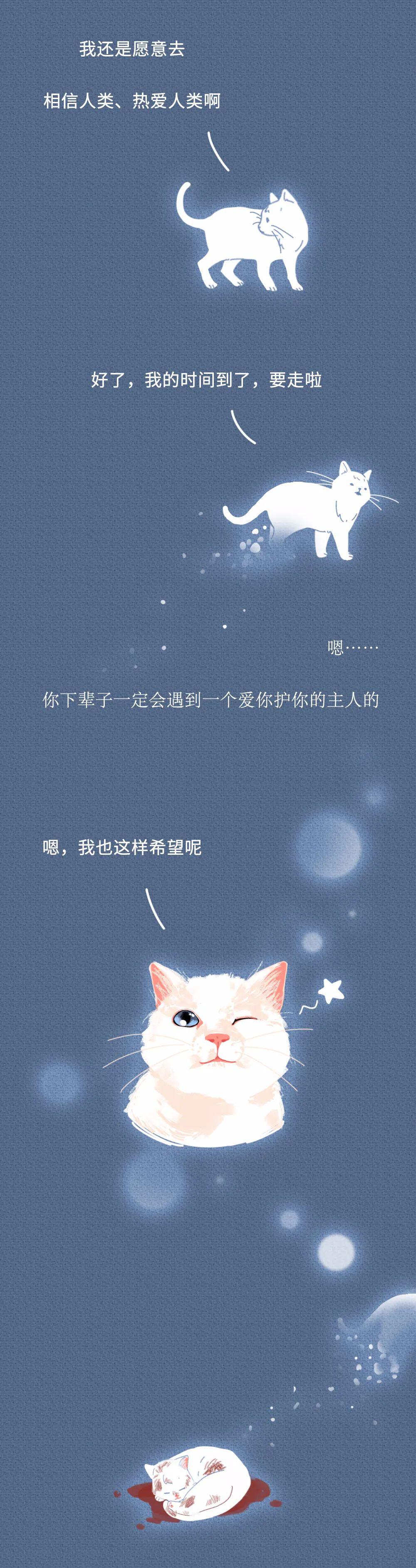 “虐待我们会有快感吗？”一只猫的自述刷爆朋友圈，看完泪崩…