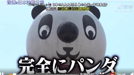 笑到捶地：这不是熊猫，这是熊！日本人的头为啥这么铁_采访者
