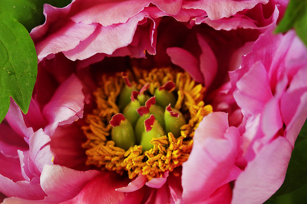 原创:奇形多变的牡丹花芯