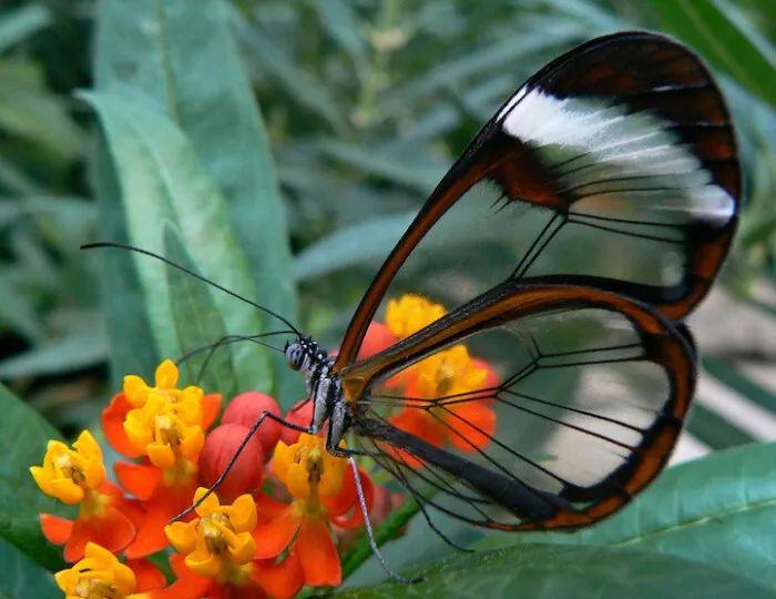 世界上最美的八大蝴蝶之一——透翅蝶（透翅蝶的特点有哪些）