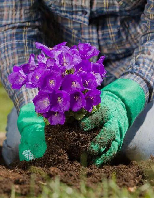 临城亿源财富广场【谷雨】种花diy;招募3-6岁儿童,美丽花儿带回家!