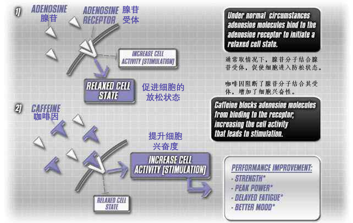 反之,当身体感觉疲惫时,会分泌腺苷,腺苷和抑制神经元的受体相结合