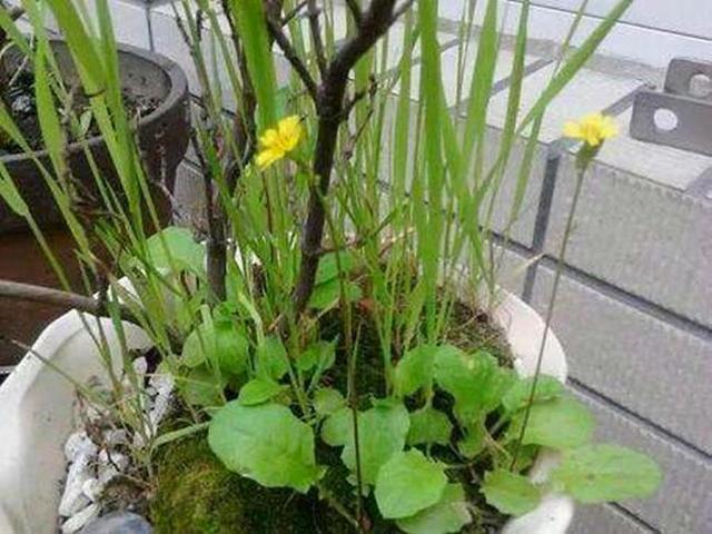 留盆多少人口_夏朝有多少人口(2)