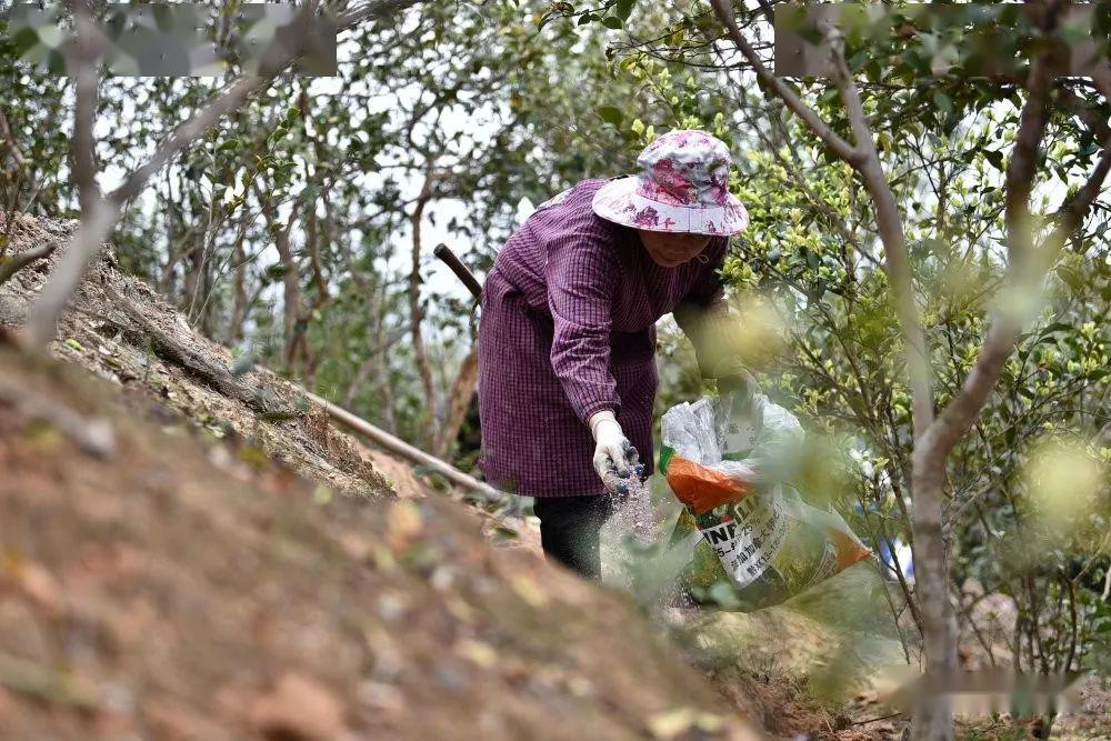 庆云镇万亩油茶基地,村民在地里施肥.