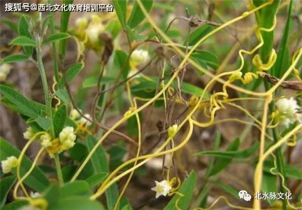 祛邪扶正"治未病"的中草药