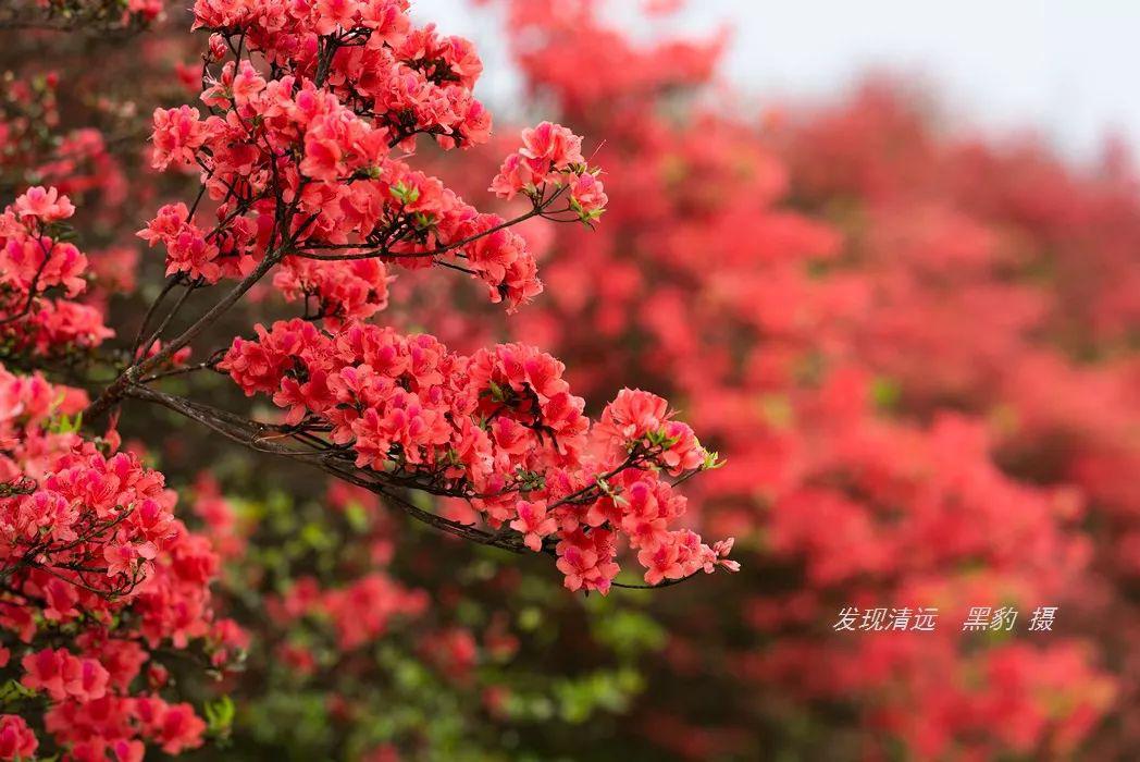 再过十天全国最壮观的映山红花海将迎来盛花期