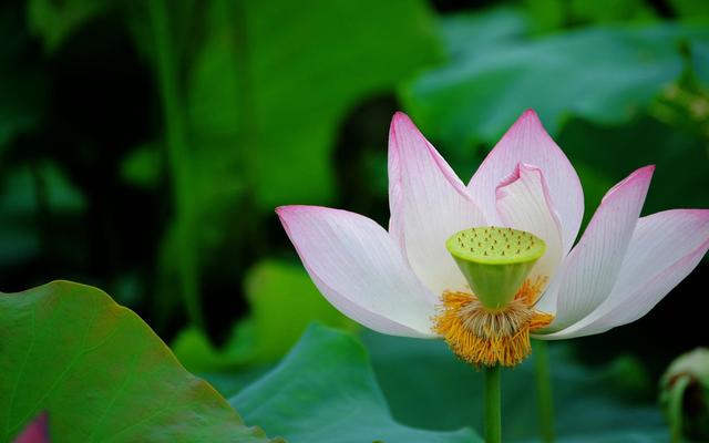 在4月下旬，逆流而上，不懼艱險，勇往直前的三大星座 星座 第1張