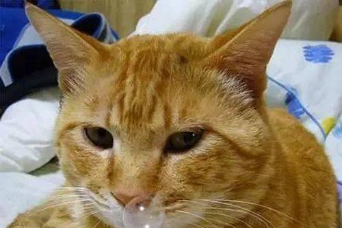 怎么看小猫是否有猫瘟 6d4c182df74d4844b84ac1397a15688d.jpeg