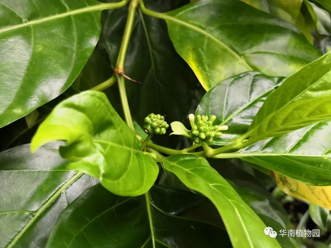 海巴戟 morinda citrifolia▲海巴戟 morinda citrifolia千年健homa