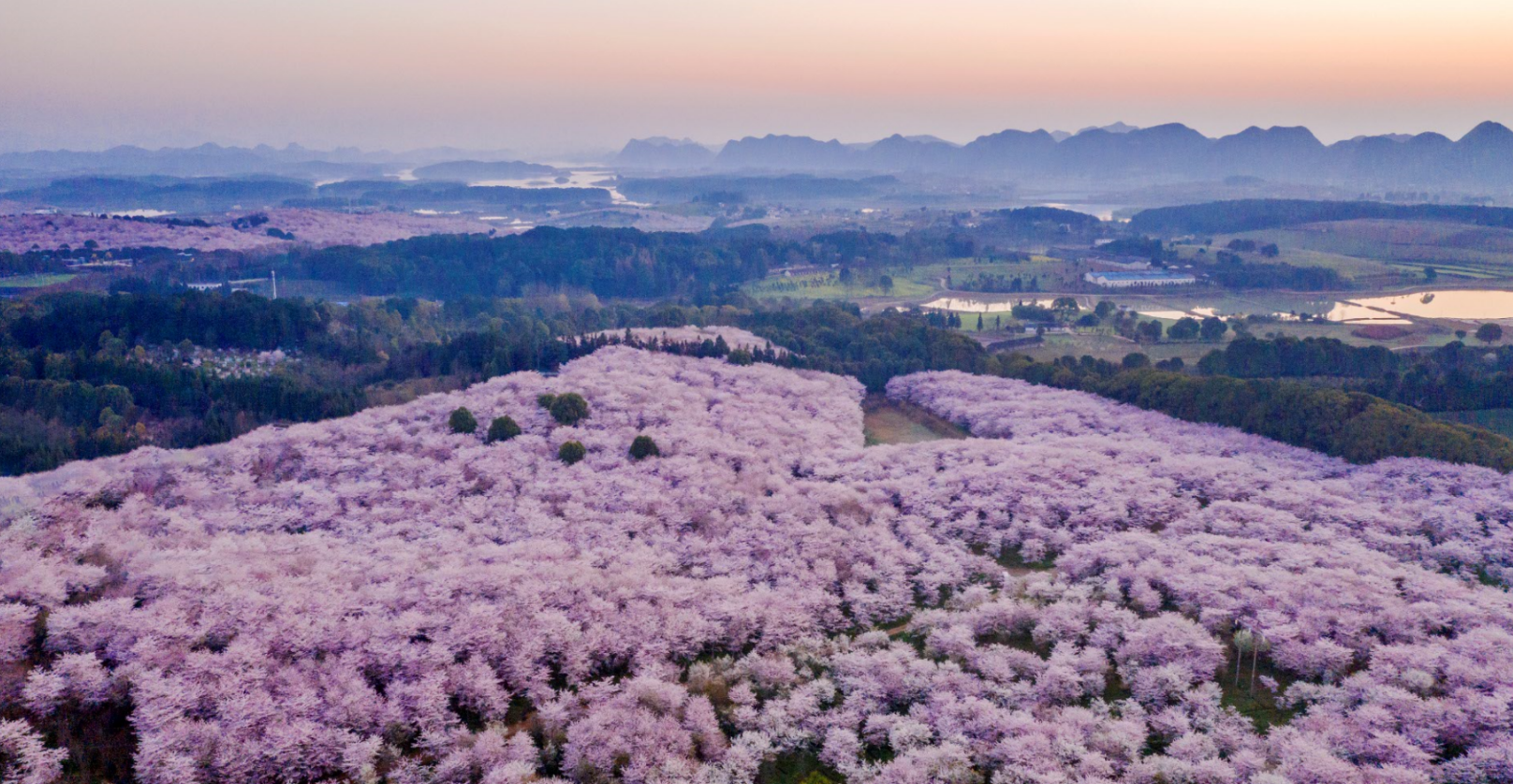 贵州平坝万亩浪漫樱花园